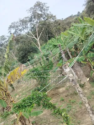 Developed 12 Acre Land in Msambweni, Kwale