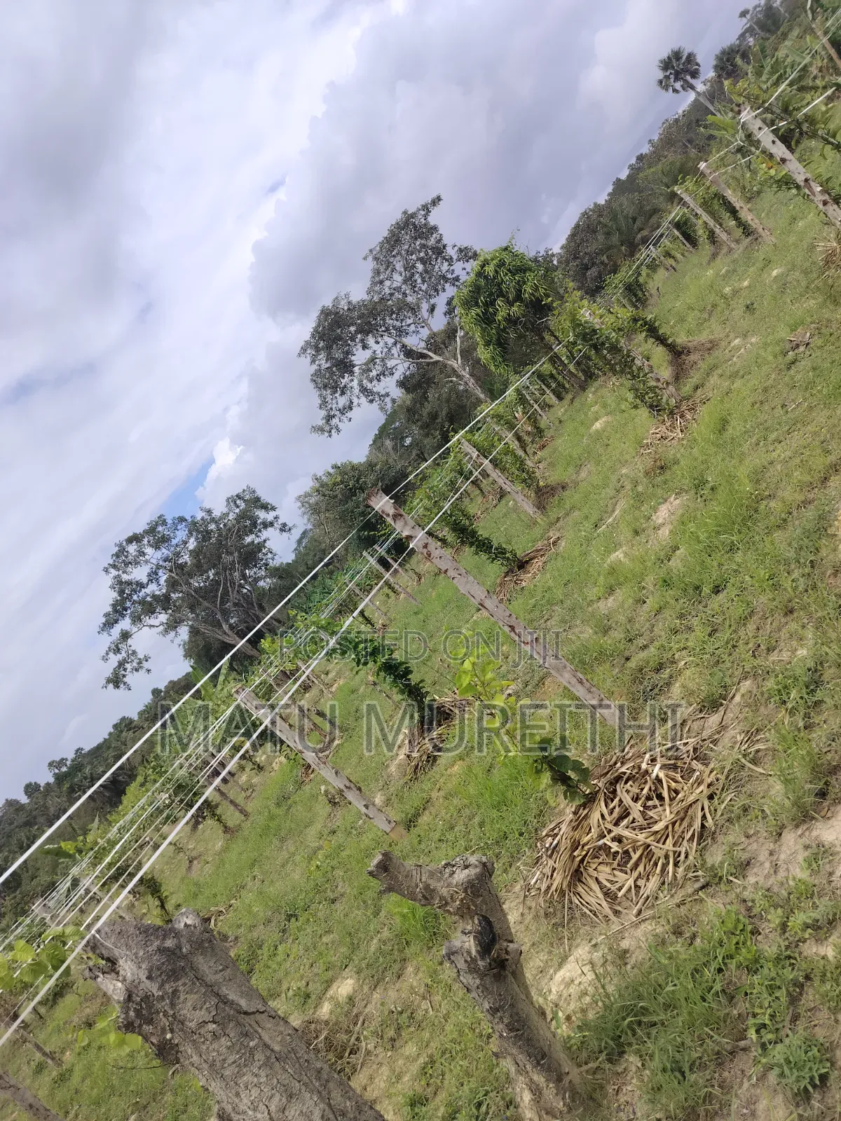 Developed 12 Acre Land in Msambweni, Kwale