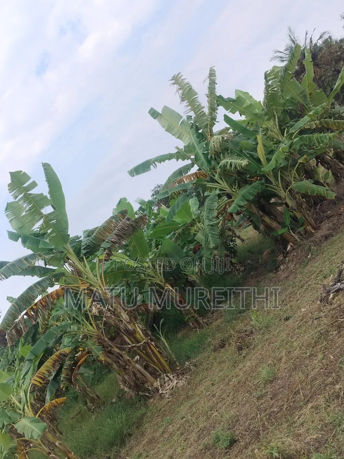 Developed 12 Acre Land in Msambweni, Kwale