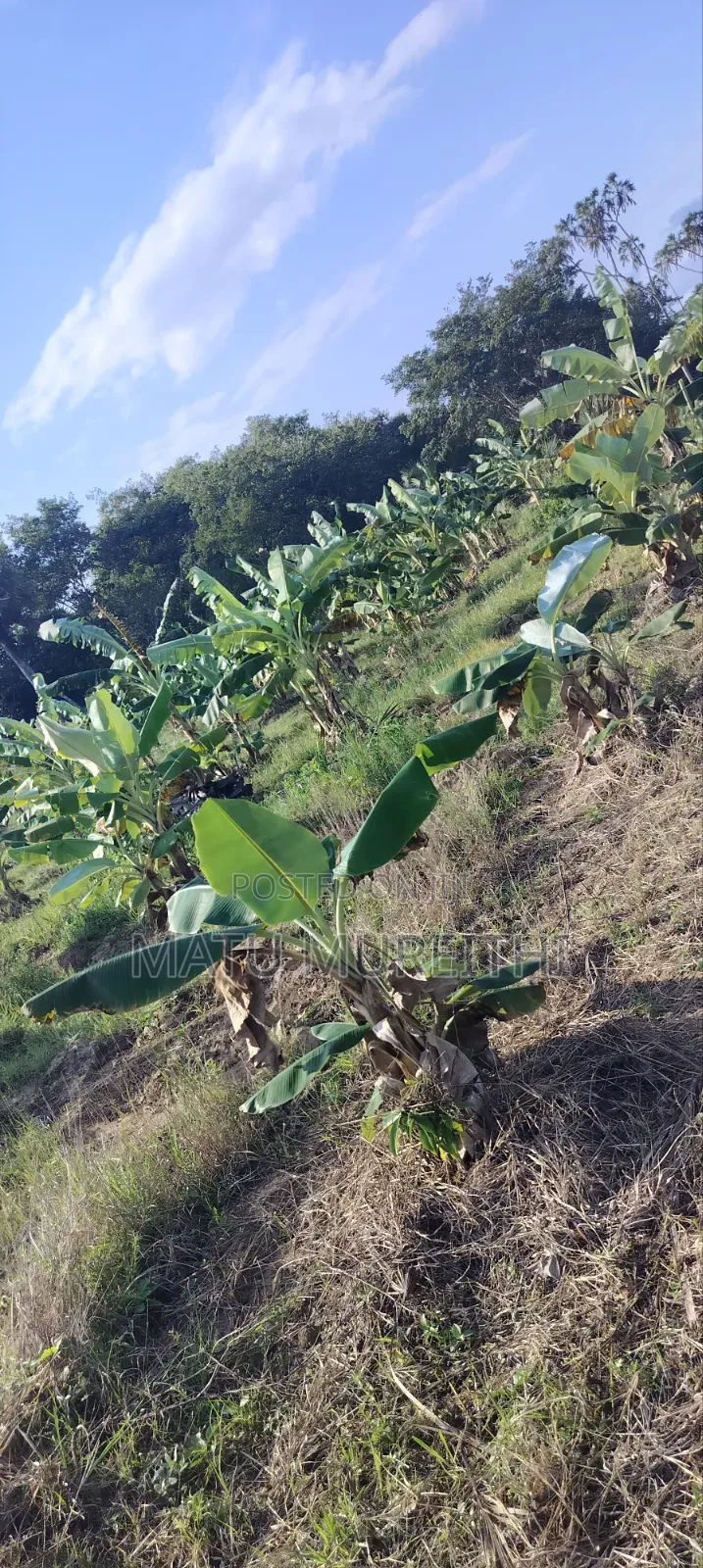 Developed 12 Acre Land in Msambweni, Kwale
