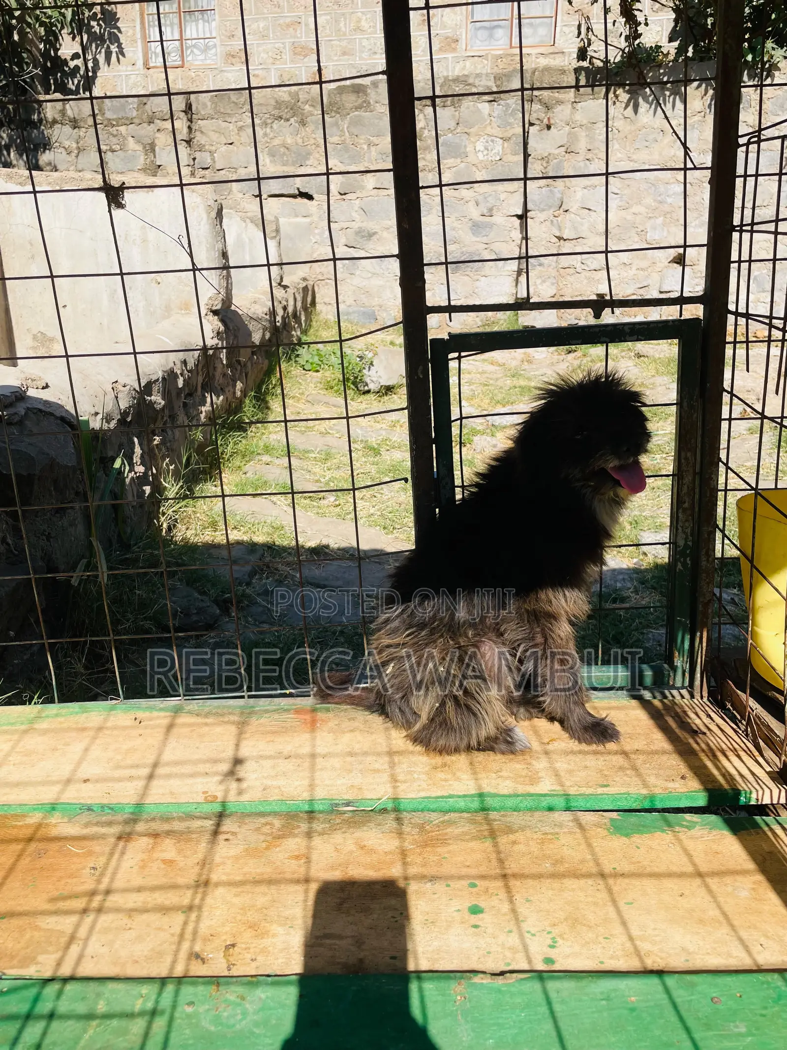 6-12 months Male Purebred Havanese