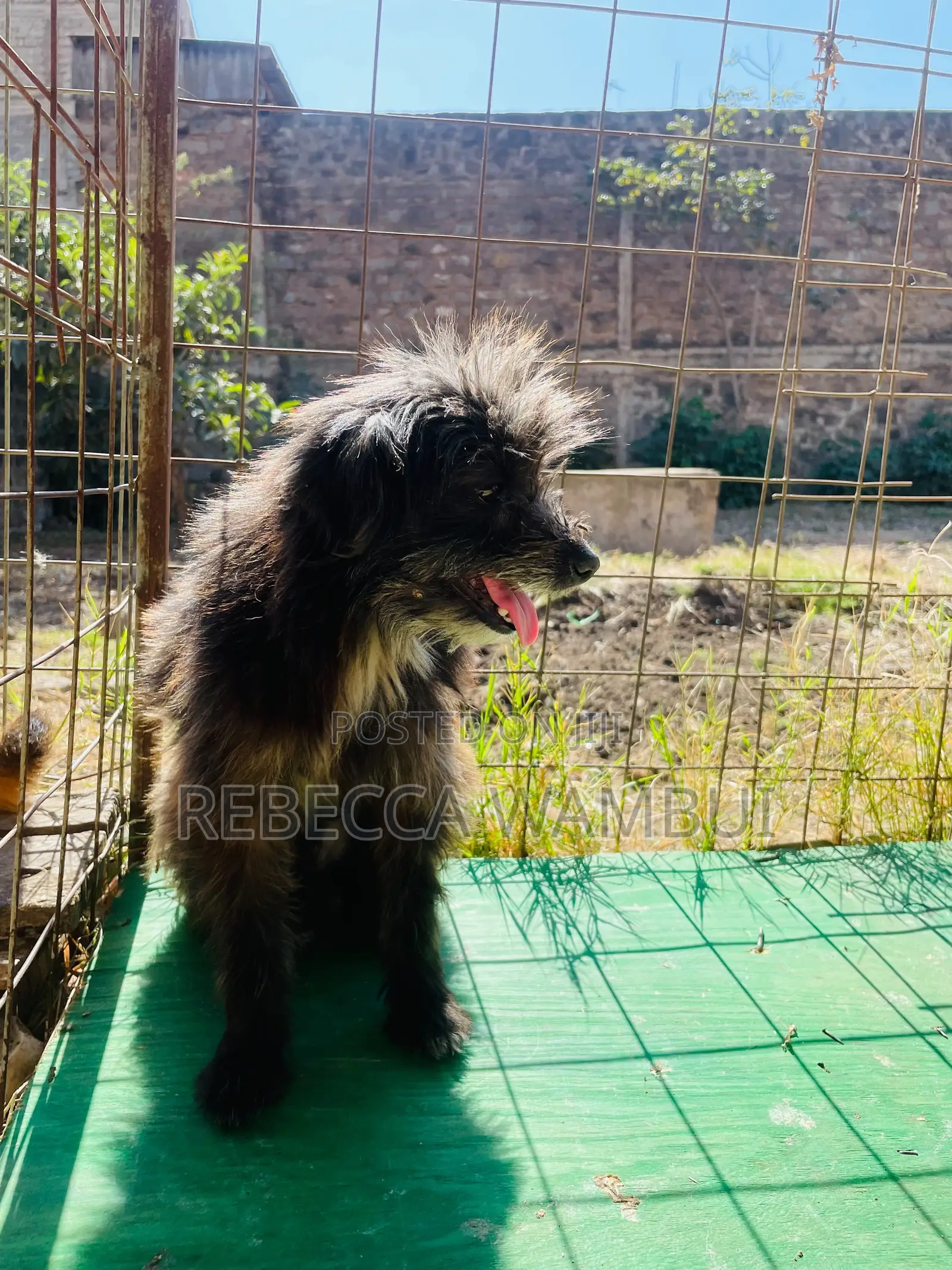 6-12 months Male Purebred Havanese