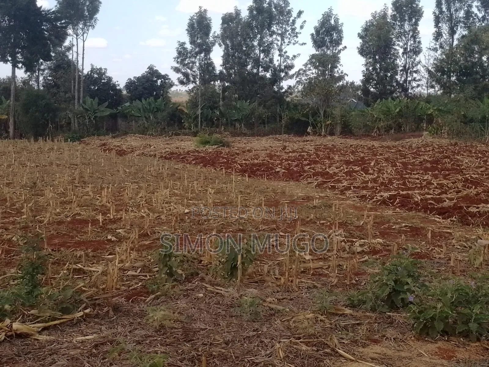 Runda Prime Fully Serviced Well Drained Red Soil 1/4 Acre Plot