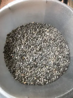 Whole Sunflower Seeds