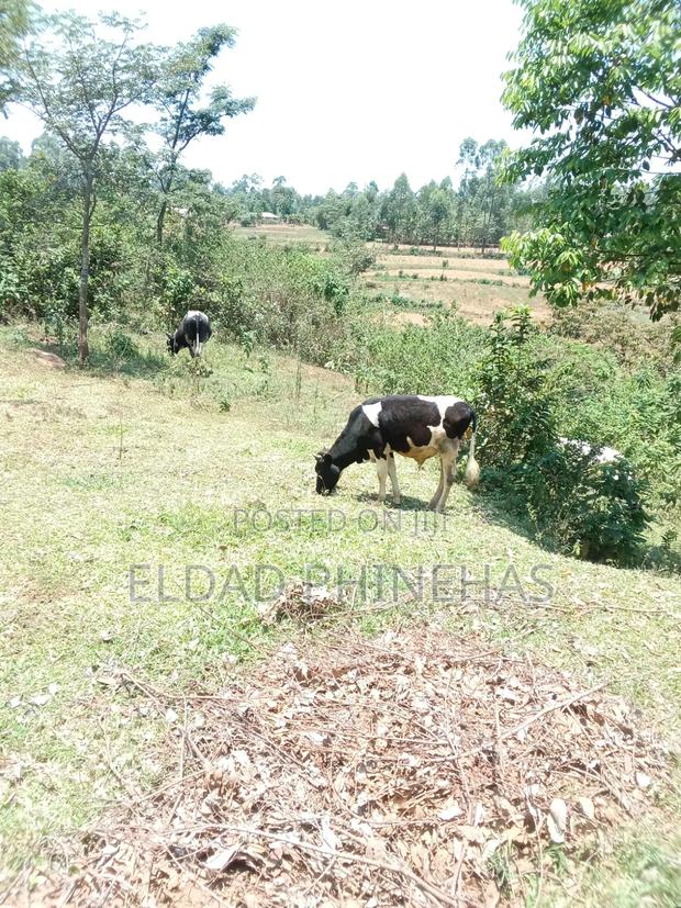 Freshian Bull