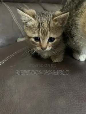 0-1 month Female Purebred American Shorthair