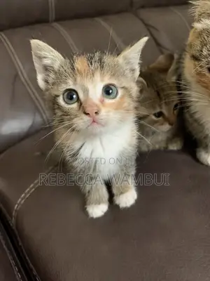 0-1 month Female Purebred American Shorthair