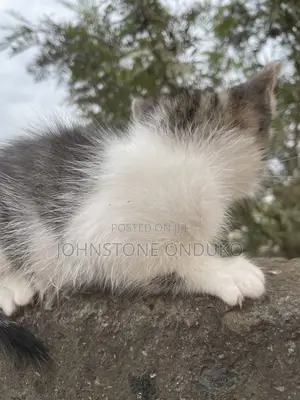 1-3 months Female Mixed Breed Tabby