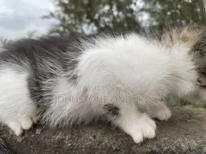1-3 months Female Mixed Breed Tabby