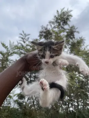 1-3 months Female Mixed Breed American Shorthair