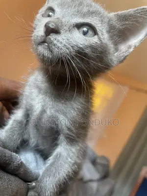 1-3 months Female Purebred Russian Blue