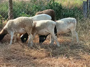 Dorper Males for Sale
