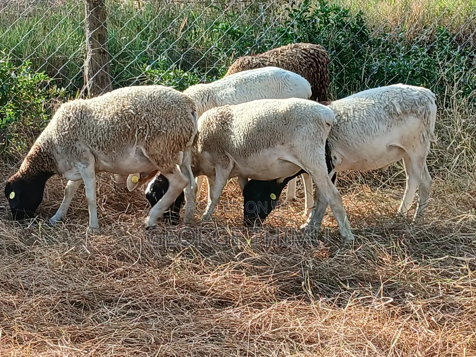 Dorper Males for Sale