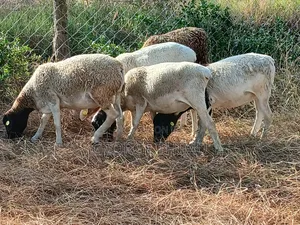 Dorper Males for Sale