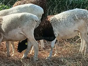Dorper Males for Sale