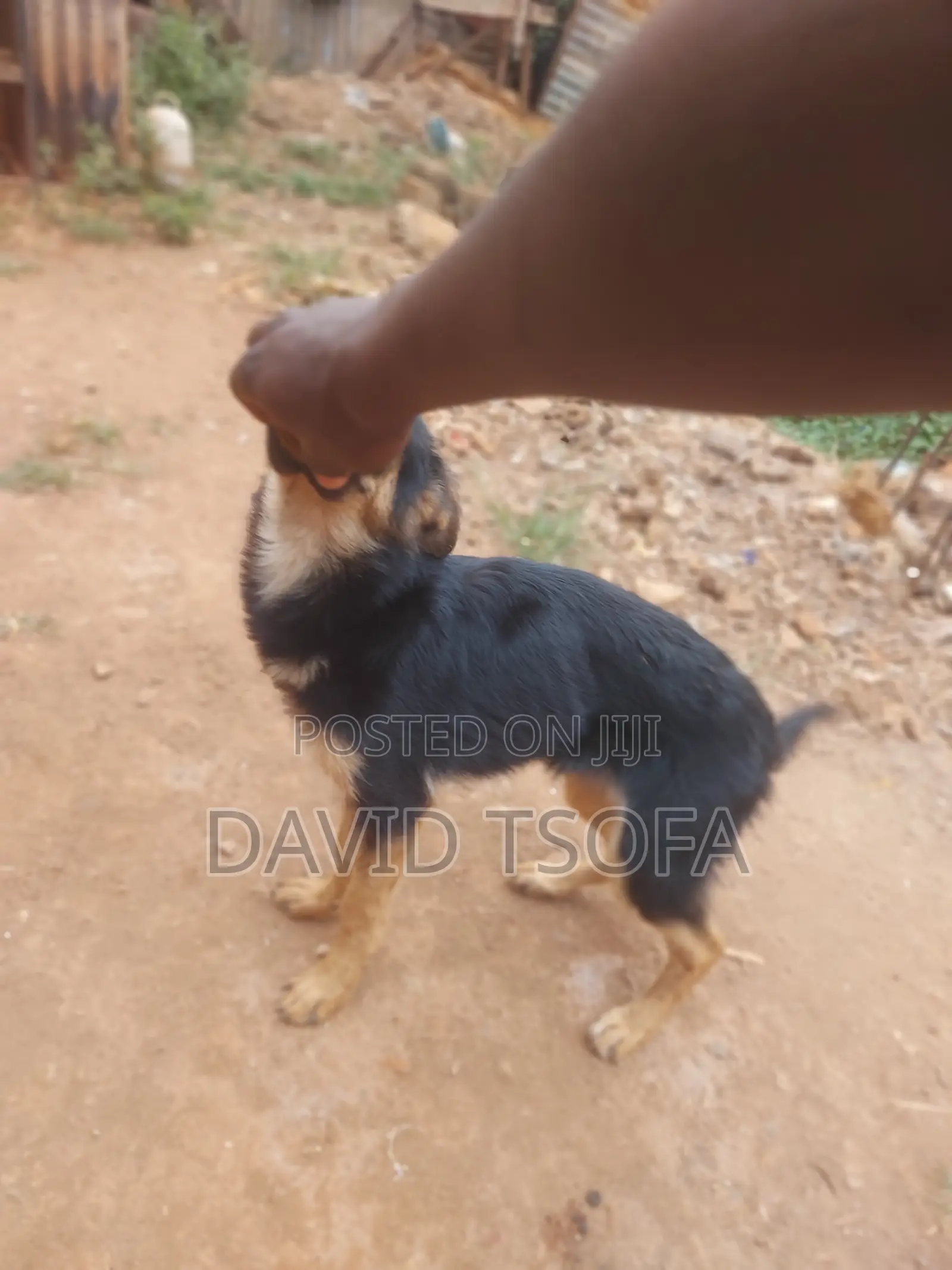 1-3 months Male Purebred German Shepherd