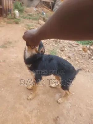 1-3 months Male Purebred German Shepherd