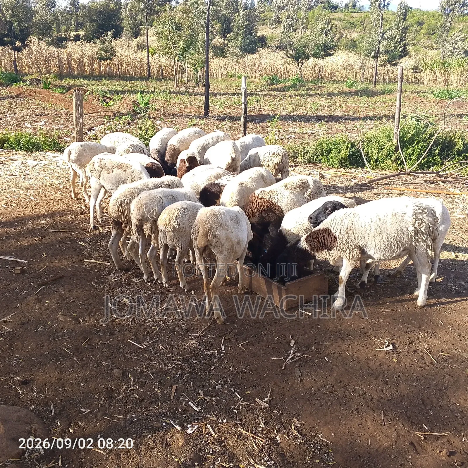 Dorper Sheep