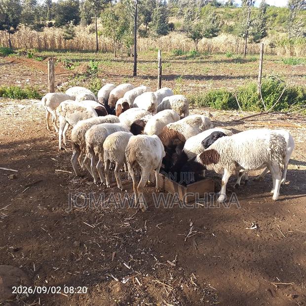 Dorper Sheep