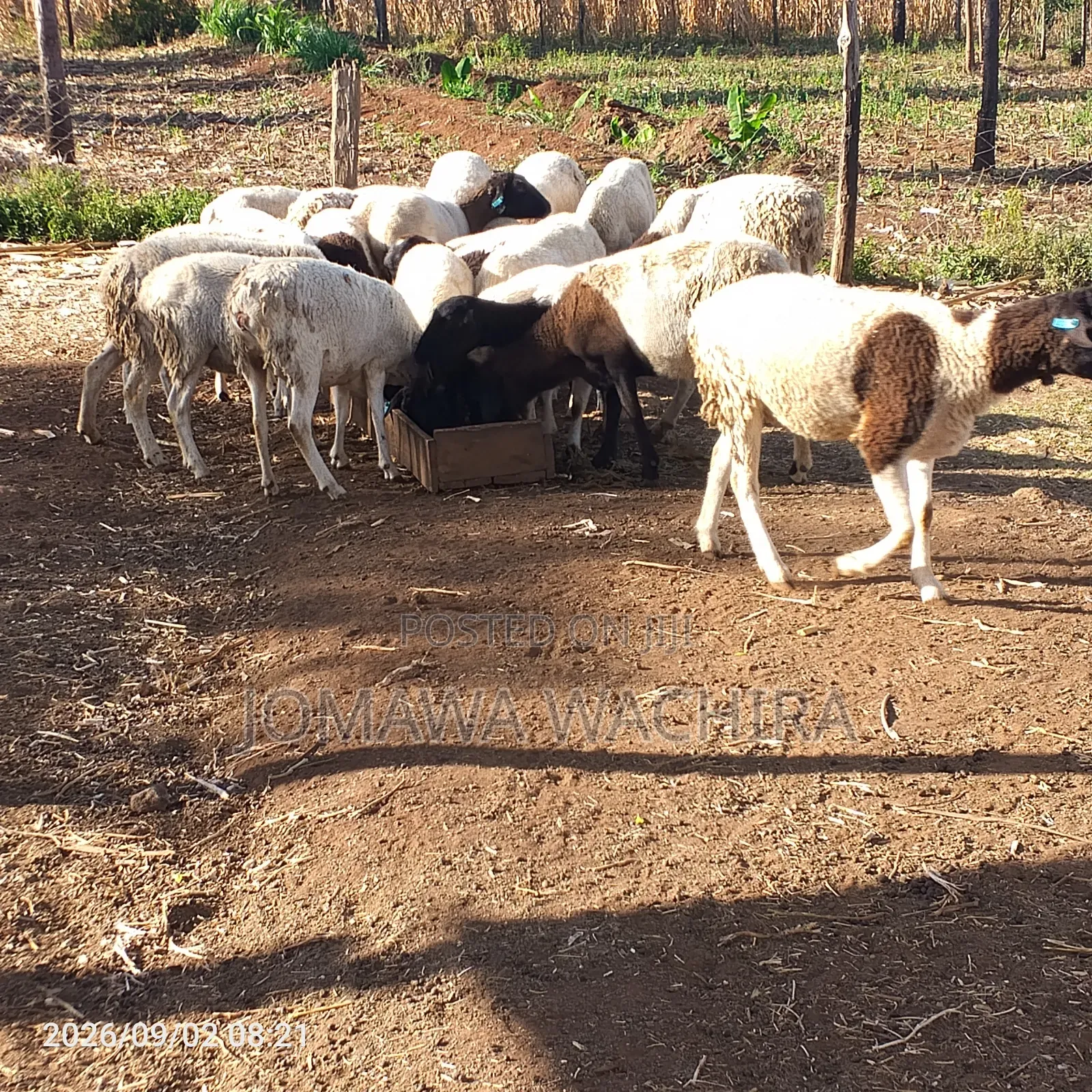 Dorper Sheep