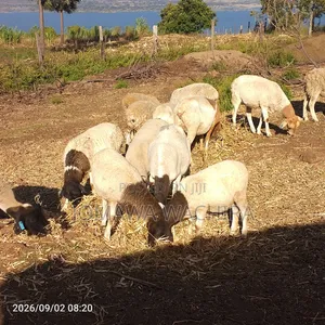 Dorper Sheep