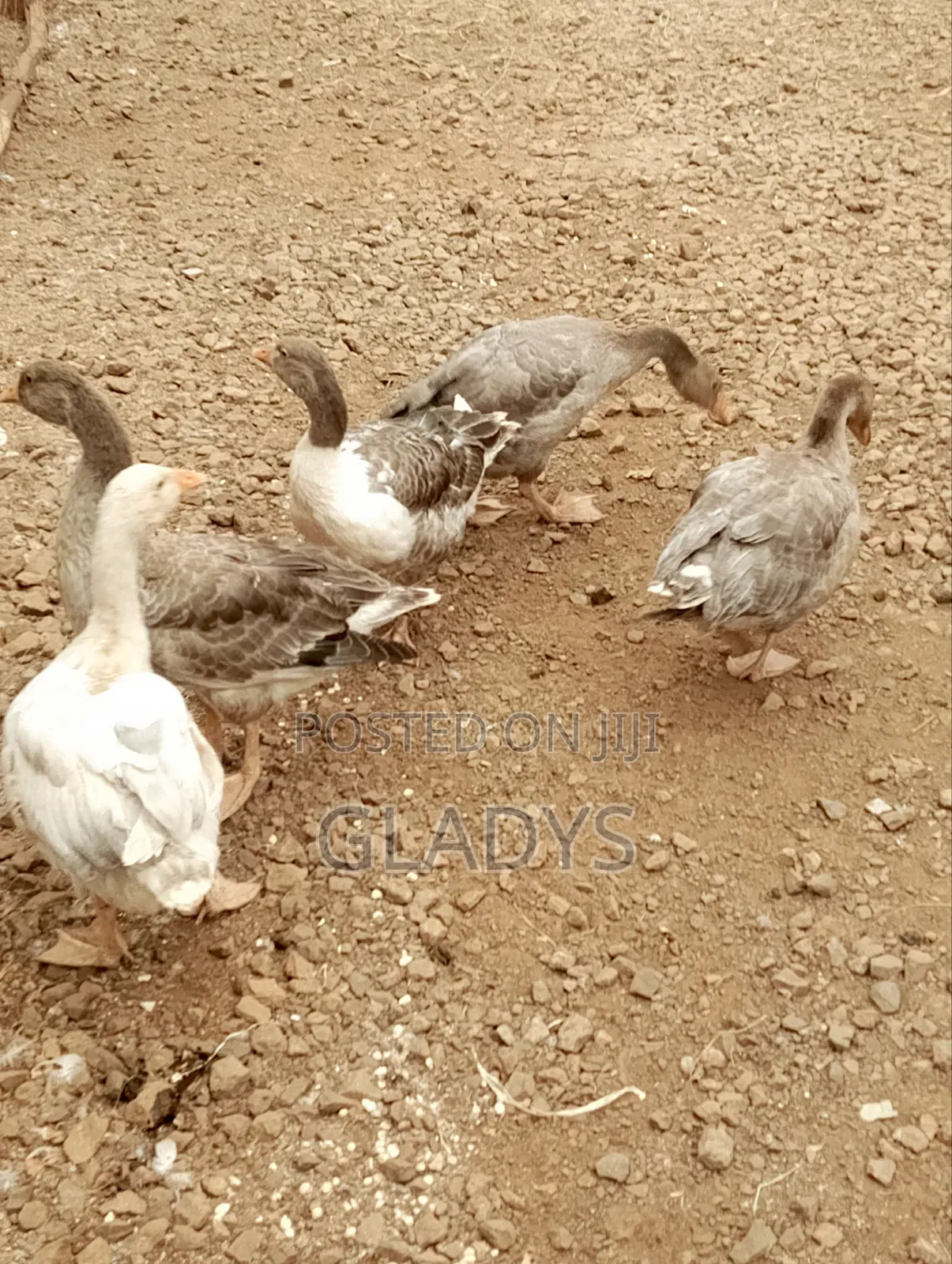 Geese for Sale Ruiru Kimbo.