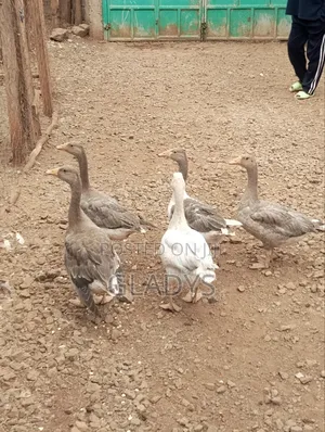 Geese for Sale Ruiru Kimbo.