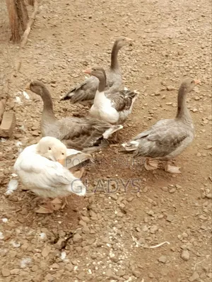 Geese for Sale Ruiru Kimbo.