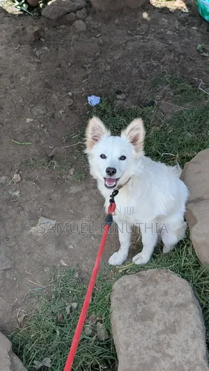 6-12 months Male Mixed Breed Maltese