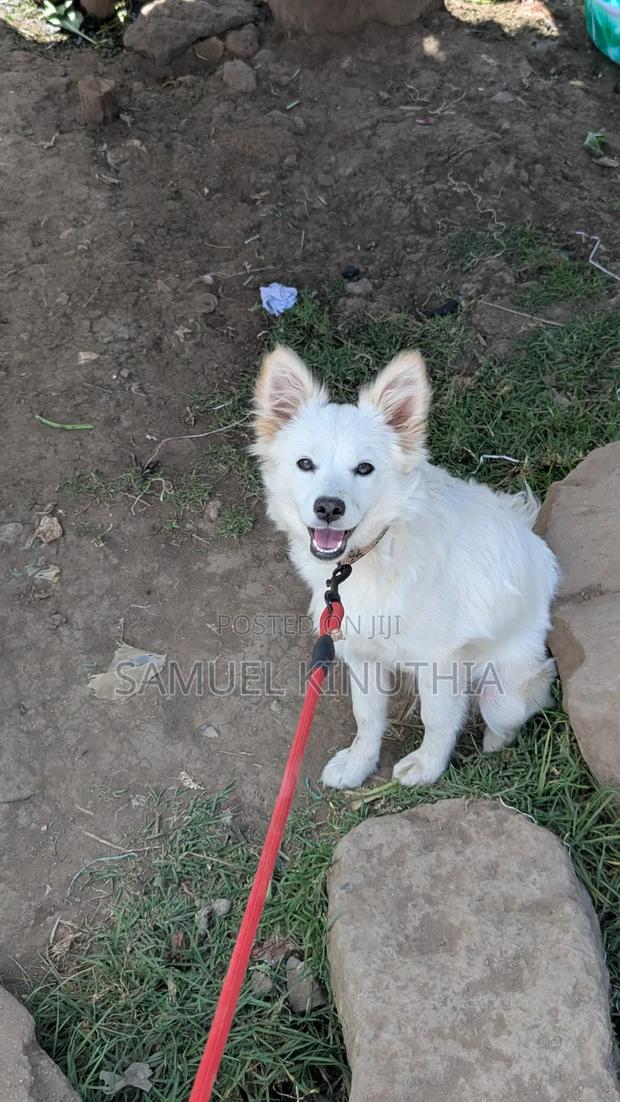 6-12 months Male Mixed Breed Maltese - main view