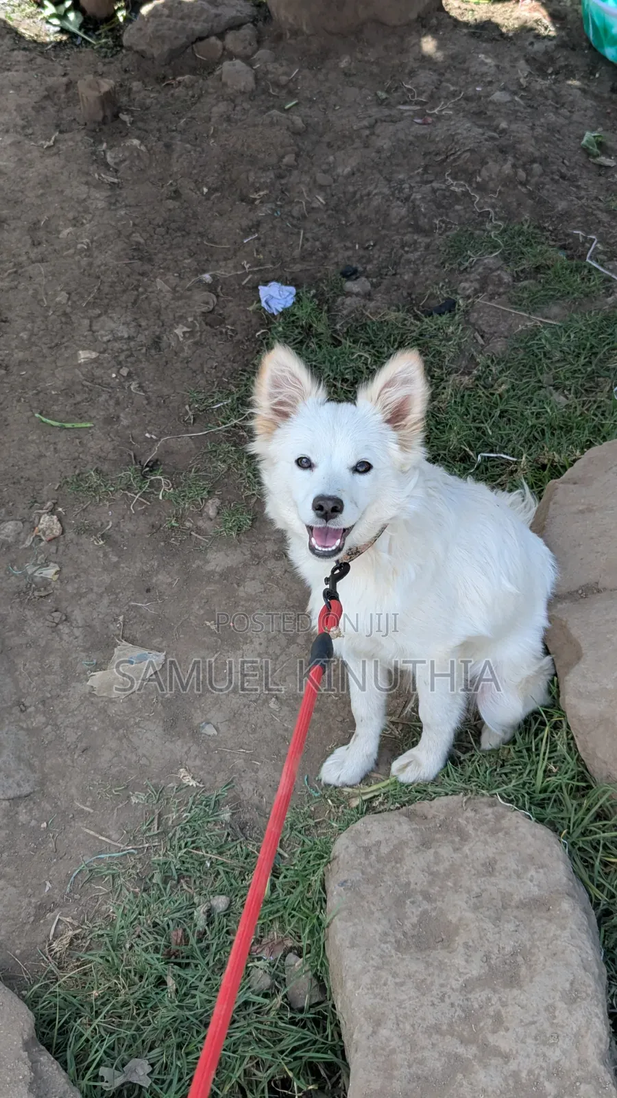 6-12 months Male Mixed Breed Maltese