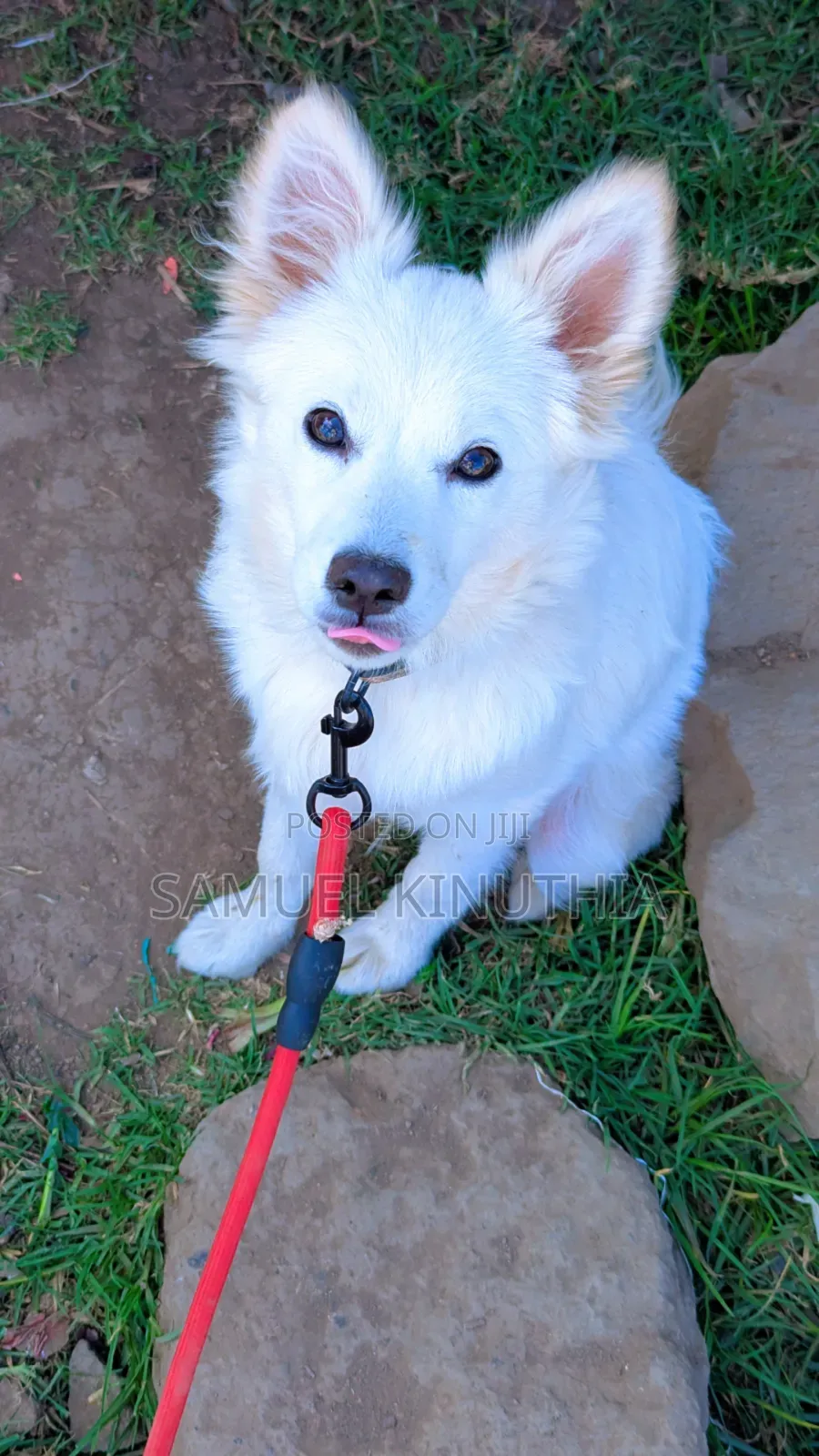 6-12 months Male Mixed Breed Maltese