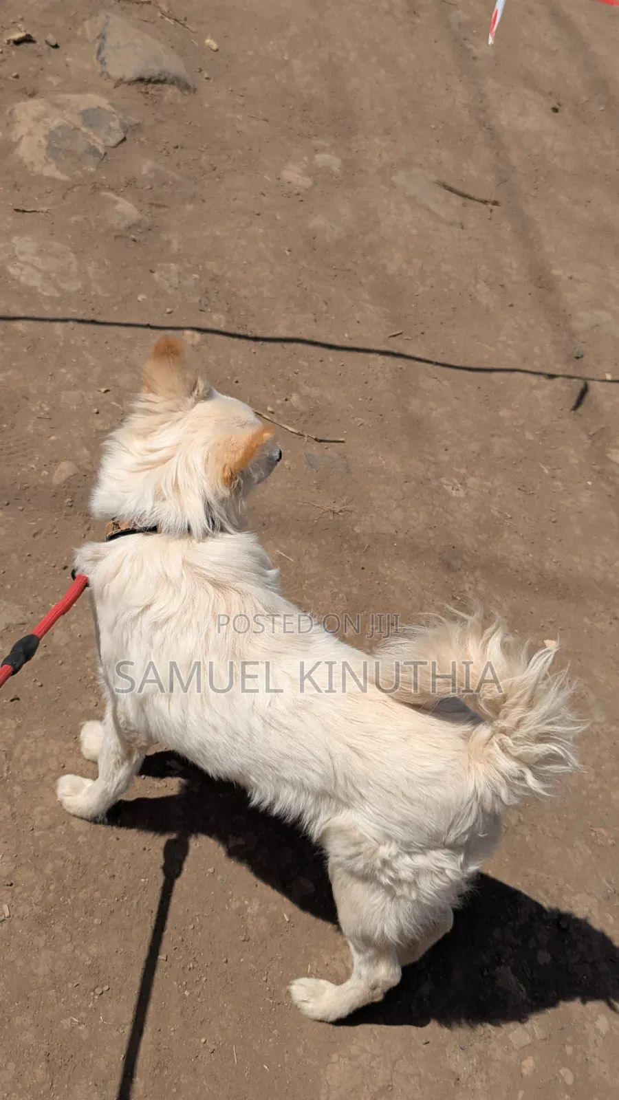 6-12 months Male Mixed Breed Maltese
