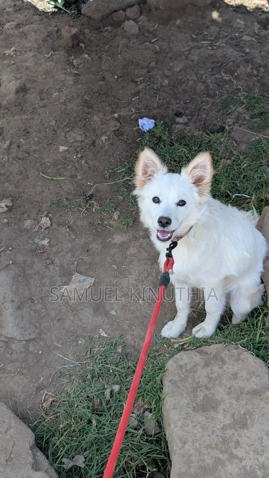 6-12 months Male Mixed Breed Maltese