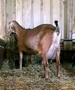 Dairy Goats