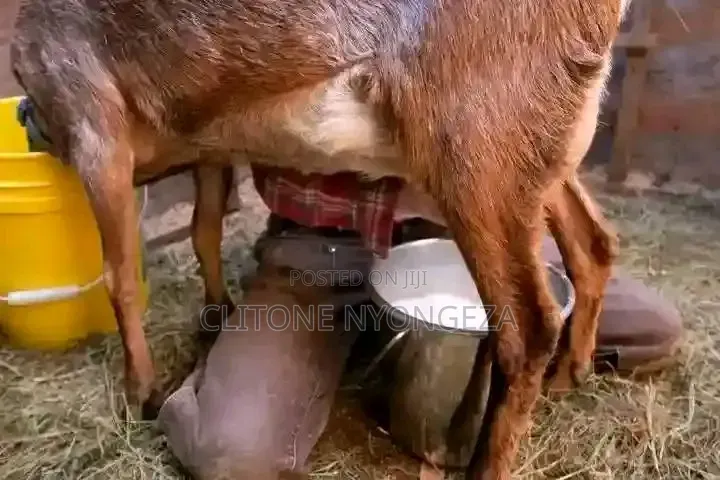Dairy Goats