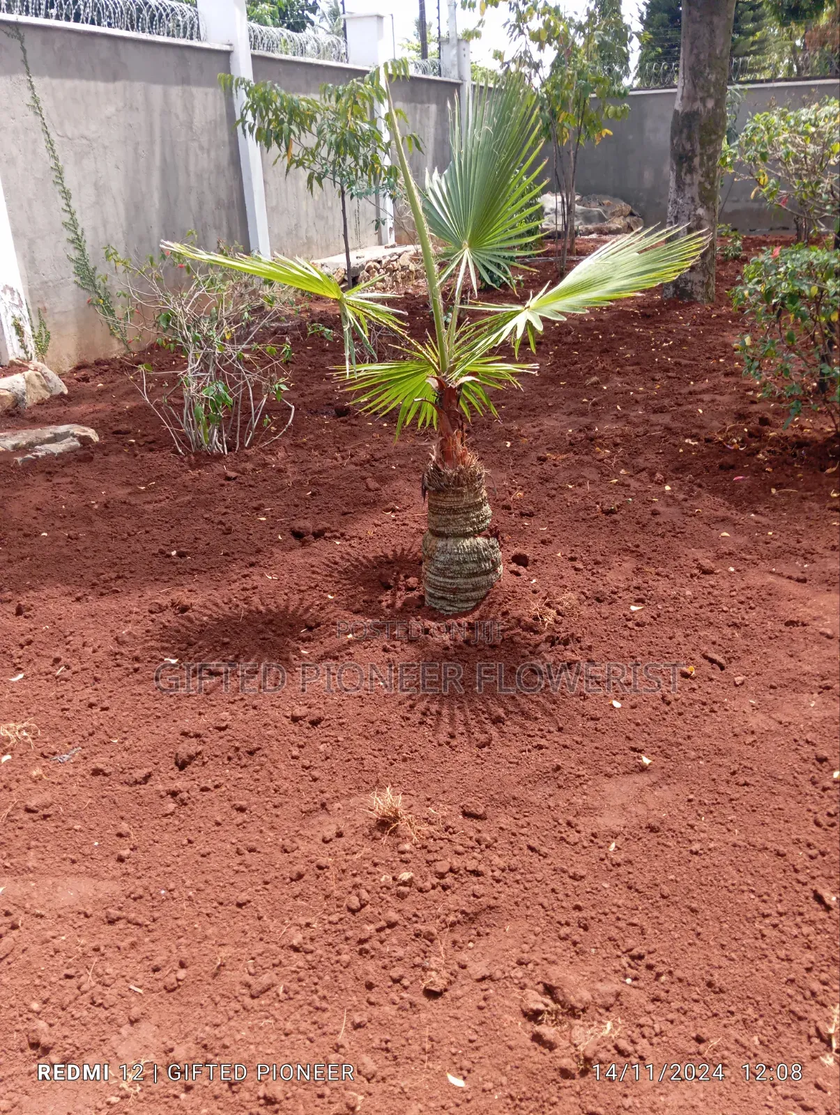 Red Top Soil /Pemba Grass(General Landscaping Solutions )
