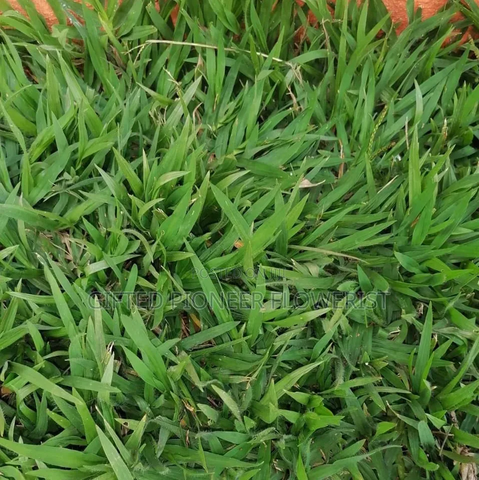 Red Top Soil /Pemba Grass(General Landscaping Solutions )