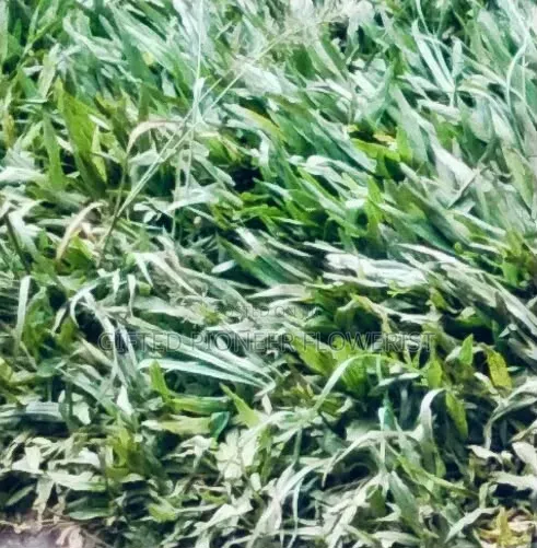 Red Top Soil /Pemba Grass(General Landscaping Solutions )