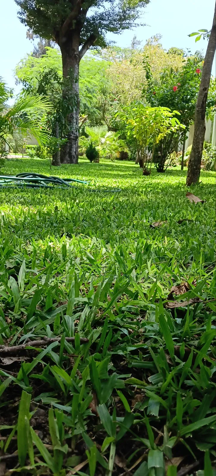 Red Top Soil /Pemba Grass(General Landscaping Solutions )