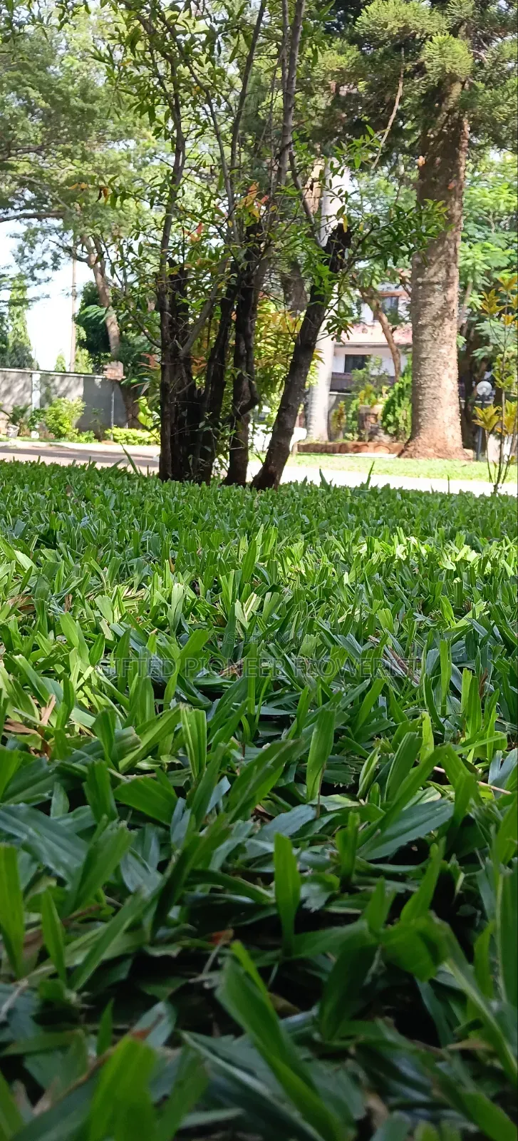 Red Top Soil /Pemba Grass(General Landscaping Solutions )