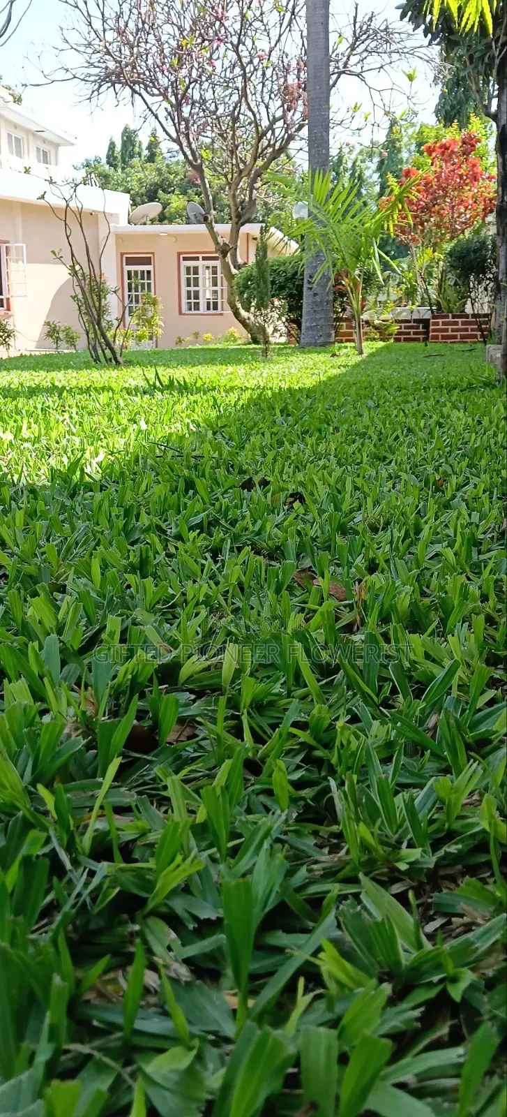 Red Top Soil /Pemba Grass(General Landscaping Solutions )