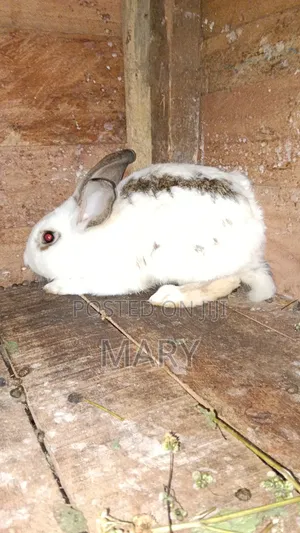 Rabbit for Sell