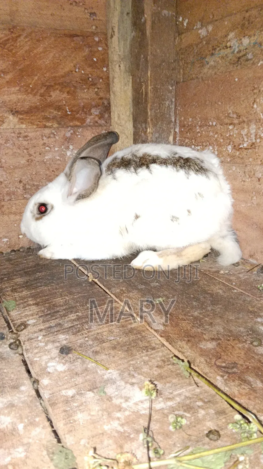Rabbit for Sell