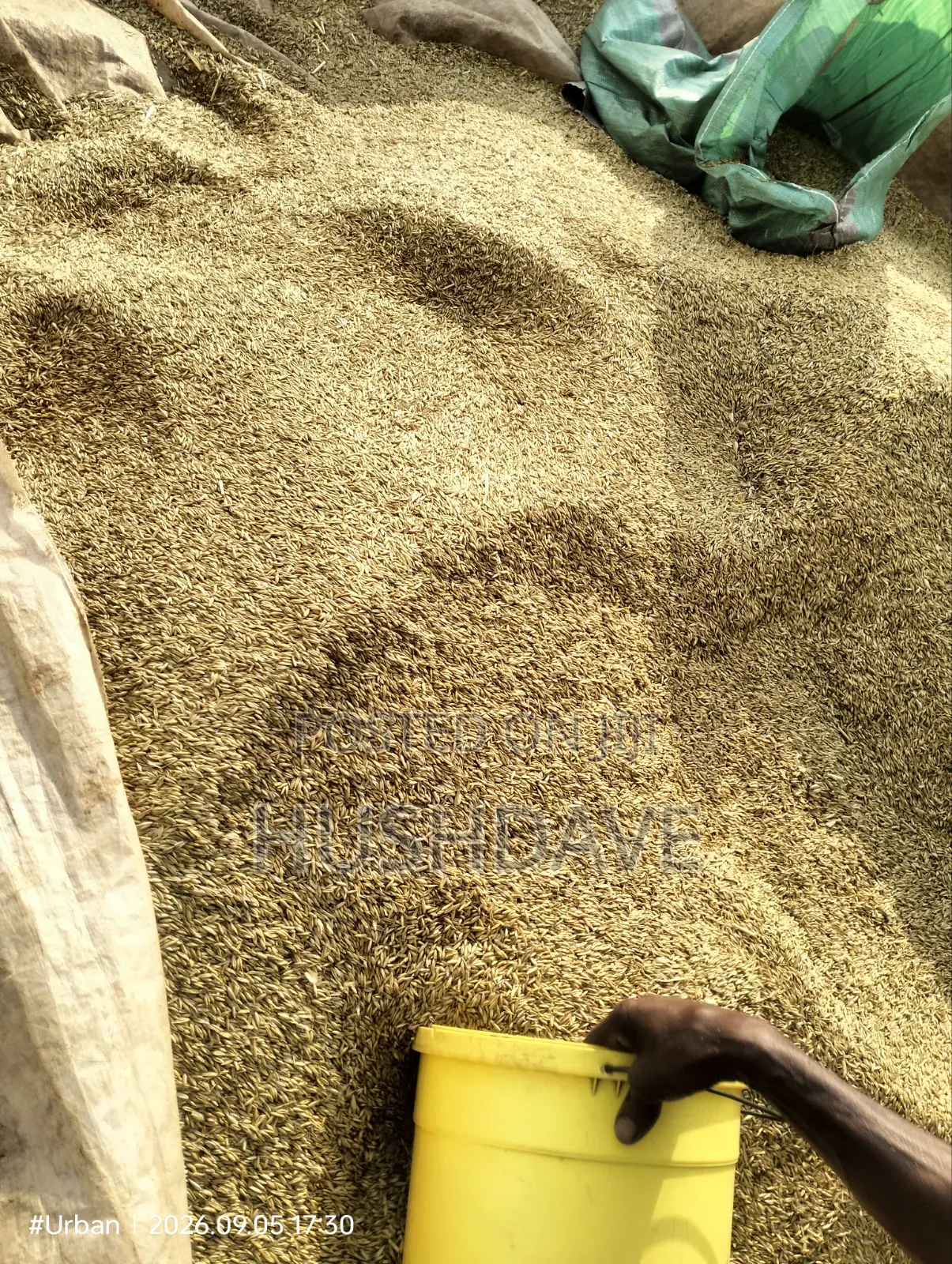 Oats Seed/Grain