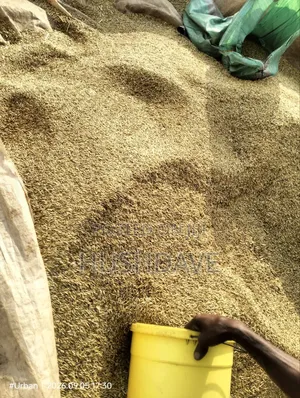 Oats Seed/Grain