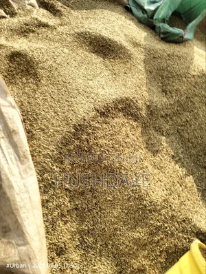 Oats Seed/Grain