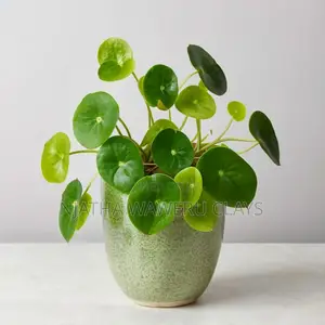 The Chinies Money Plant