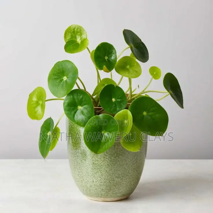 The Chinies Money Plant