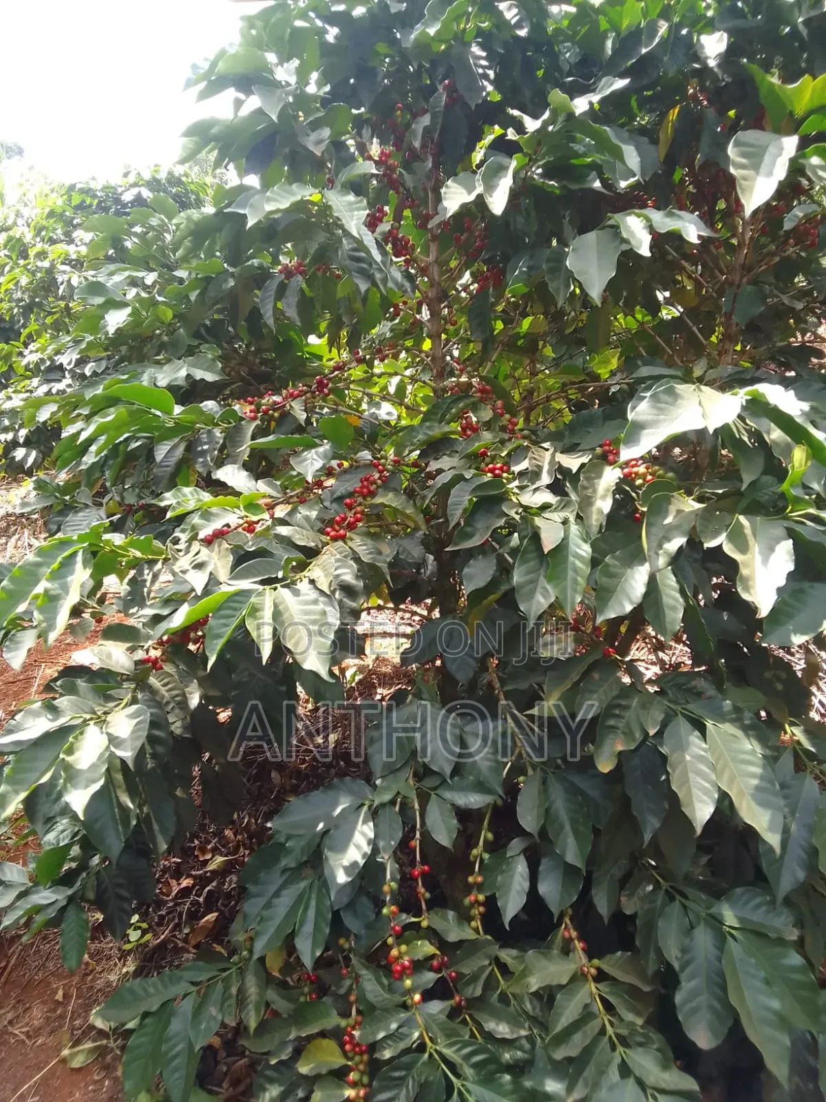 Nyeri, Mathira - 3 Acres , Coffee Farm